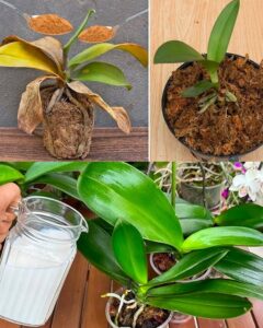 Vigorous Orchid Natural Makeup Tips
