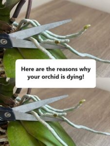 Reasons Why Your Orchid Is Dying